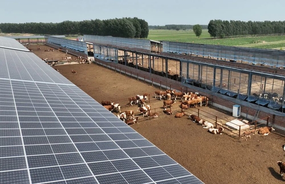 Galvanized Steel Frame Cattle Shed With Automatic Livestock Feeding System And Optional Solar Panel