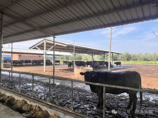 Galvanized Steel Cow Shed For Dairy Beef Cattle 20+ Years Lifespan Livestock Housing Solution Provider Intergrated With Feeding Equipment Off Grid Solar Power Panel
