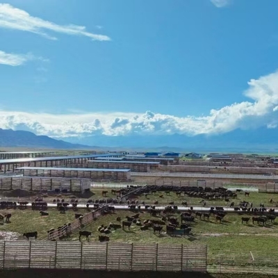 Hangar à vaches avec charpente en acier galvanisé et toit ombragé ouvert pour les exploitations laitières, bovines et d'engraissement - Assemblage rapide et économique