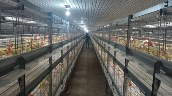 Bâtiment avicole pour élevages de poulets de chair, pondeuses et reproducteurs – Structure métallique préfabriquée avec panneaux isolants et système de ventilation