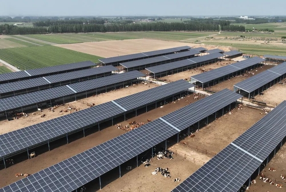 Galvanized Steel Frame Cattle Shed With Automatic Livestock Feeding System And Optional Solar Panel