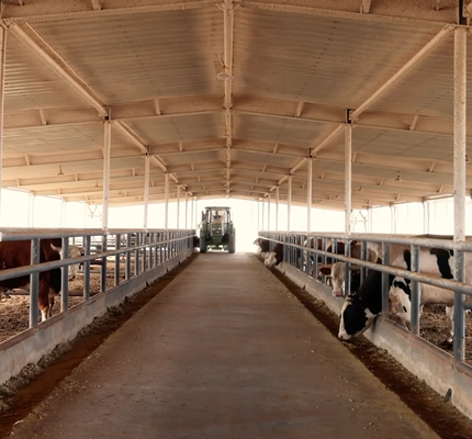 Galvanized Steel Cow Shed For Dairy Beef Cattle 20+ Years Lifespan Livestock Housing Solution Provider Intergrated With Feeding Equipment Off Grid Solar Power Panel