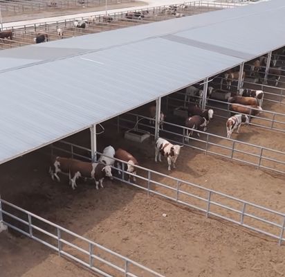 Prefabricated Steel Structure Cattle Shed for Dairy Farm