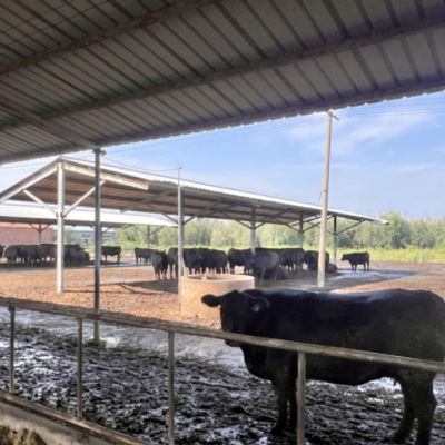 Hangar à bétail préfabriqué à structure métallique pour ferme laitière